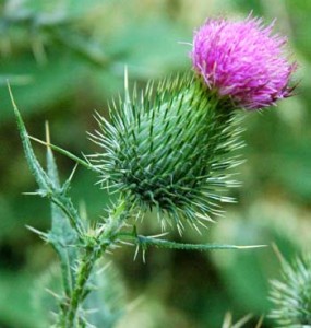 Thistle